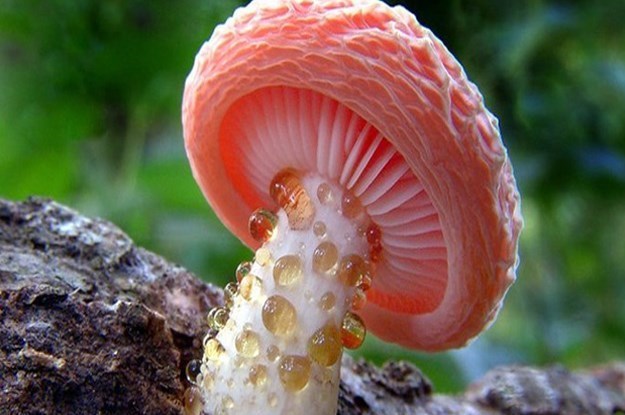 بحران های محیط زیست ,