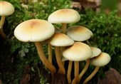 قارچ های سمی مشابه خوراکی دوباره آمد