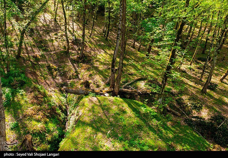 اخبار استان مازندران , جنگل های هیرکانی , 