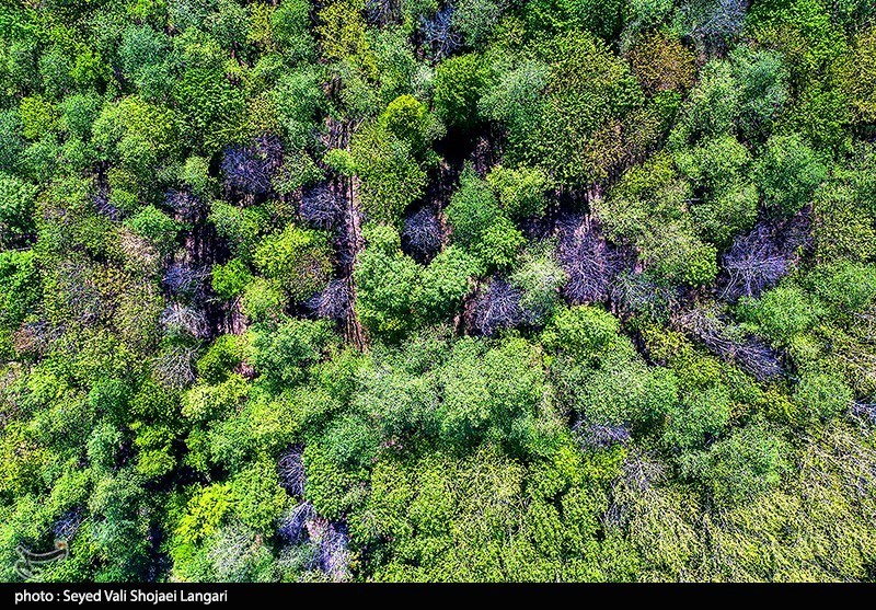 اخبار استان مازندران , جنگل های هیرکانی , 