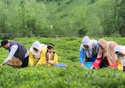 چای ایرانی از سالم‌ترین چای‌های دنیاست