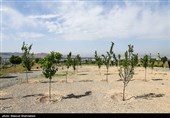 آغاز جنگل‌کاری 40 هکتاری در سنقر و کلیایی