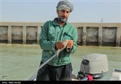 صید ماهی صبور  در اروند رود