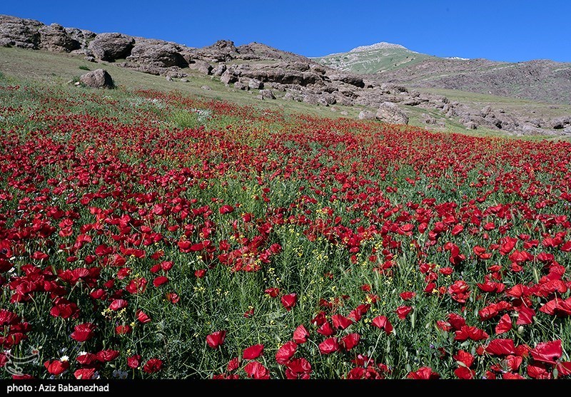 اخبار  شهرستان قائن , گردشگری , تعطیلات نوروزی , 
