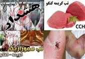 افزایش خطر ابتلا به کریمه کنگو با گرمتر شدن هوا