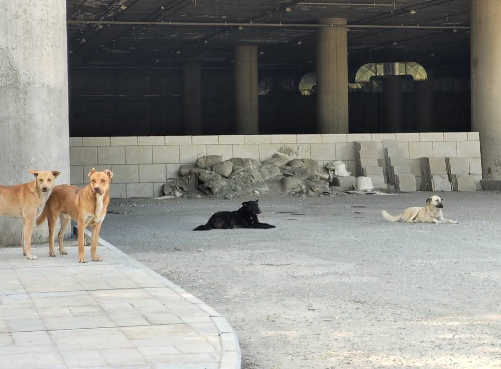 شهرداری تهران ,