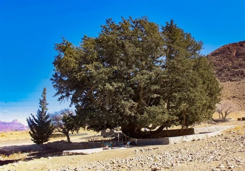 آماده‌سازی پرونده ثبتی 3 درخت کهنسال بلوط در کمربندی شیراز