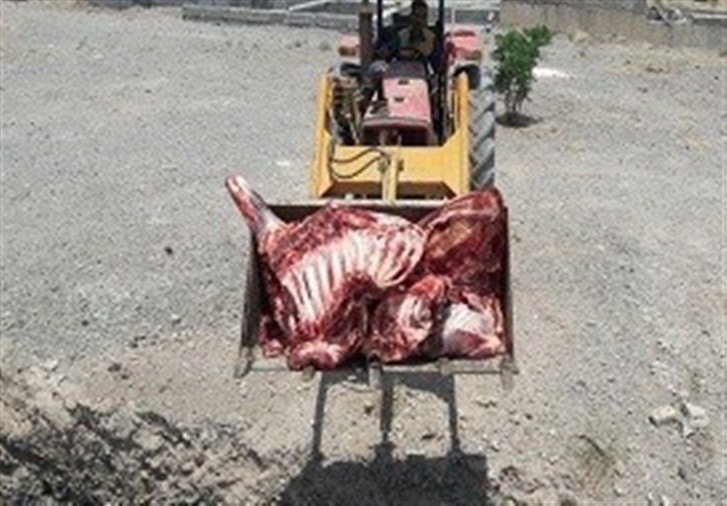 معدوم‌سازی 7.5 تن مواد دامی غیربهداشتی  در استان بوشهر