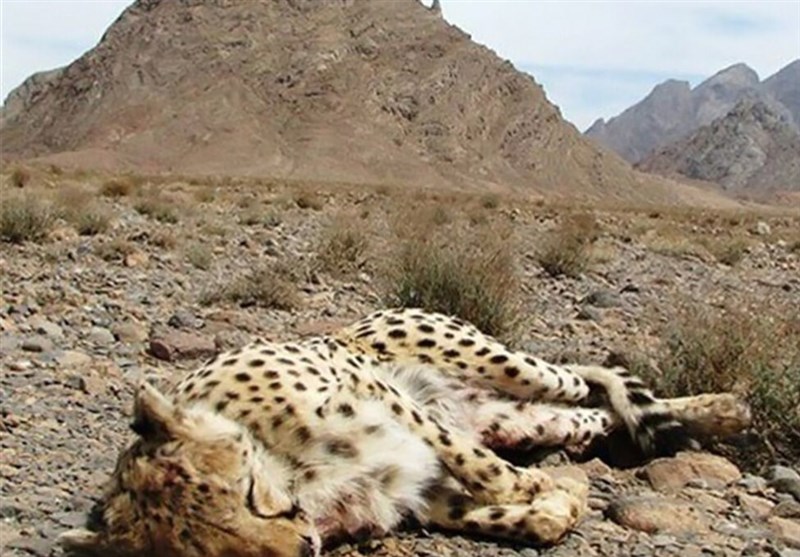 یوزپلنگ ایرانی , استانداری سمنان , بحران های محیط زیست , 