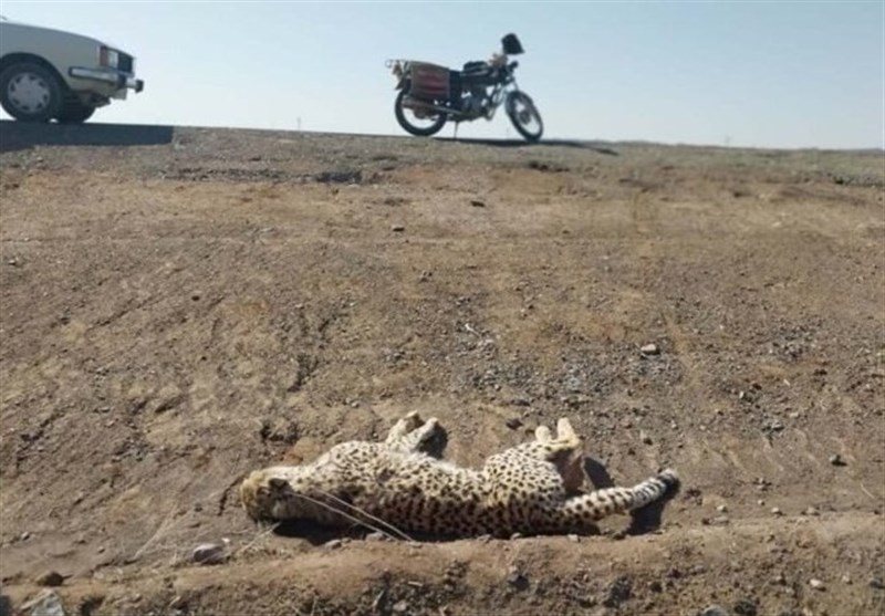 یوزپلنگ ایرانی , استانداری سمنان , بحران های محیط زیست , 