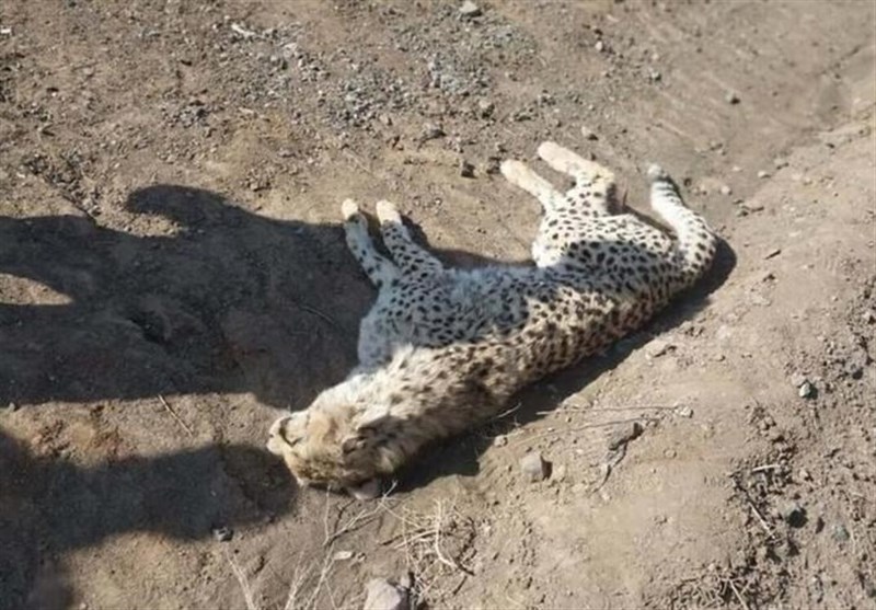 یوزپلنگ ایرانی , استانداری سمنان , بحران های محیط زیست , 