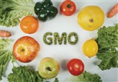ادعای سازمان غذا و دارو: تمام محصولات تراریخته در کشورمان برچسب‌گذاری می‌‌شوند!/ "روغن‌ها" عمده محصولات تراریخته کشور