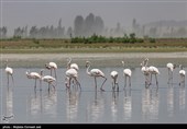 فلامینگوها میهمان آبگیرهای خراسان شمالی شدند+فیلم