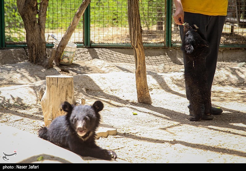 سازمان محیط زیست , حیات وحش , 