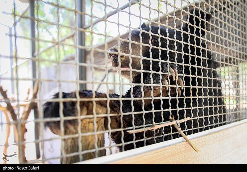 سازمان محیط زیست , حیات وحش , 