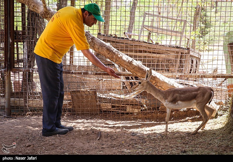 سازمان محیط زیست , حیات وحش , 