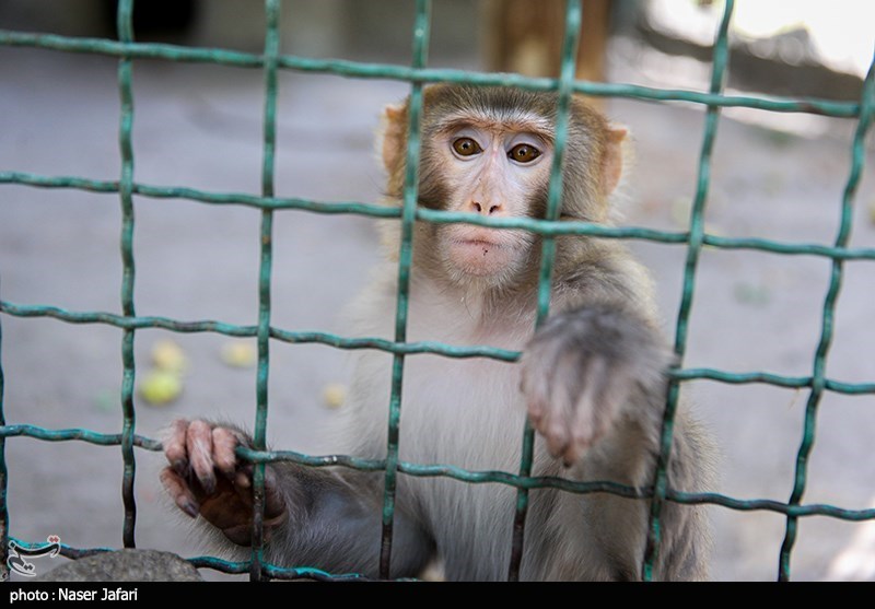 سازمان محیط زیست , حیات وحش , 