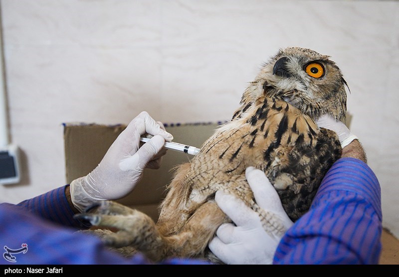 یونسکو | سازمان آموزشی، علمی و فرهنگی سازمان ملل متحد , حیات وحش , 