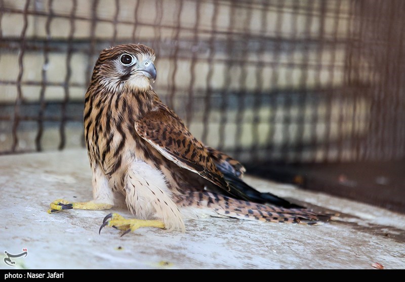 سازمان محیط زیست , حیات وحش , 