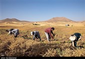 کردستان در مسیر تغییر الگوی کشت/چشم‌انداز تولید 40 هزار تنی نخود