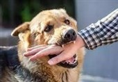 افزایش 6 درصدی حیوان‌گزیدگی در کاشان/آمار نگران‌کننده است