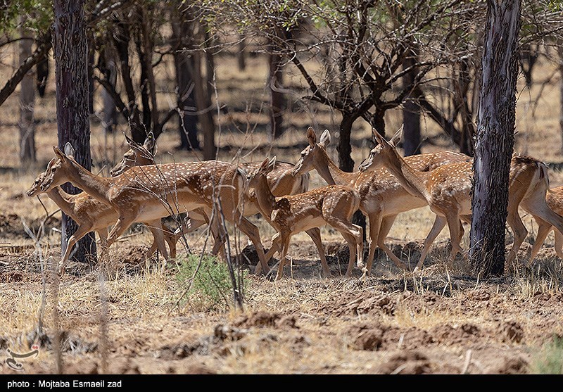استان لرستان , پایش و نظارت در محیط زیست ,