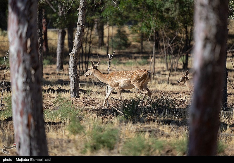 استان لرستان , پایش و نظارت در محیط زیست ,