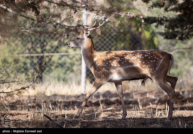استان لرستان , پایش و نظارت در محیط زیست ,