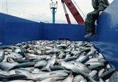 کهگیلویه و بویراحمد به قطب نخست تولید خاویار غیرساحلی ایران تبدیل شد
