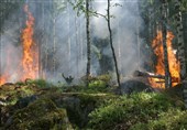 رشد 5 برابری آتش‌سوزی در جنگل‌های زاگرس/221 فقره در لرستان