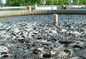 تولید 13 هزار تن ماهی در اصفهان؛ اشتغال 5 هزار نفری شیلات