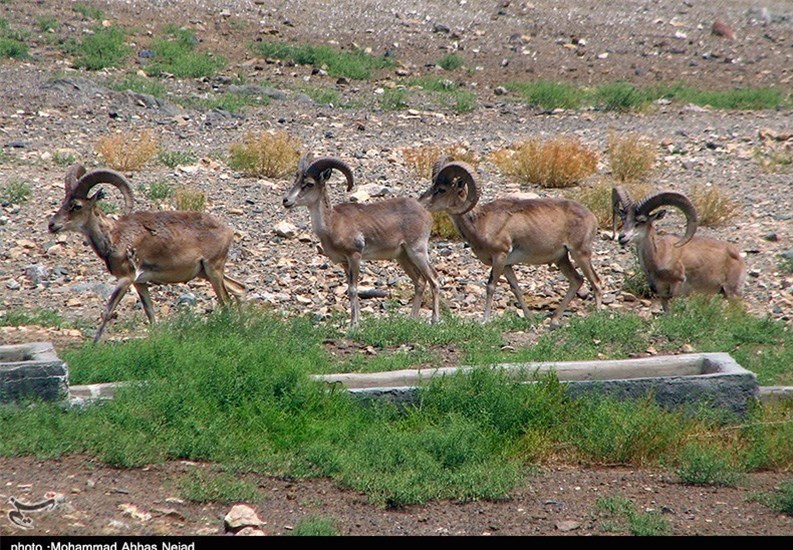 سینما , مستند , فیلم کوتاه , جشنواره بین‌المللی فیلم کوتاه تهران , 