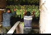 آغاز خرید توتون در گلستان؛ پیش‌بینی افزایش خرید محصول به 2742 تن