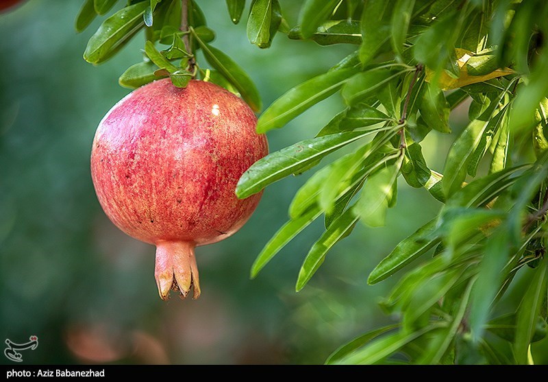 استان لرستان , اخبار استان لرستان , اخبار کوهدشت , 