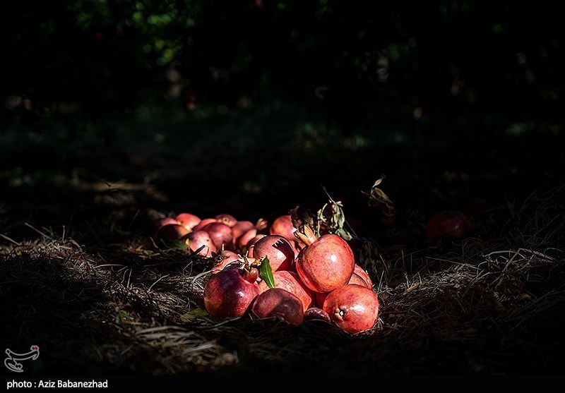 استان لرستان , اخبار استان لرستان , اخبار کوهدشت , 