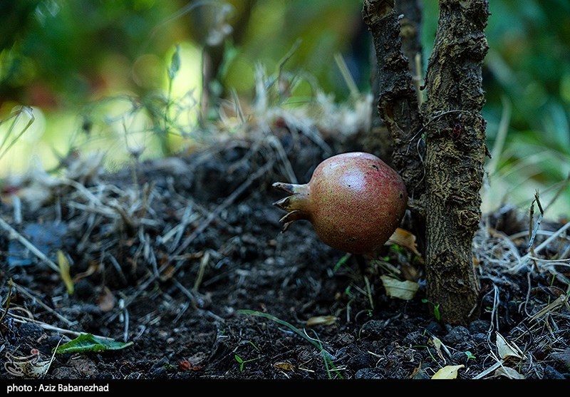 استان لرستان , اخبار استان لرستان , اخبار کوهدشت , 