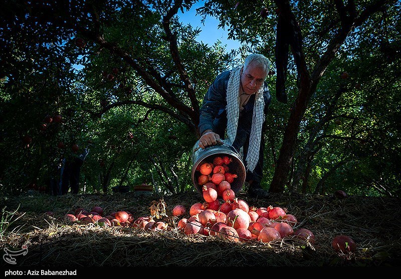 استان لرستان , اخبار استان لرستان , اخبار کوهدشت , 