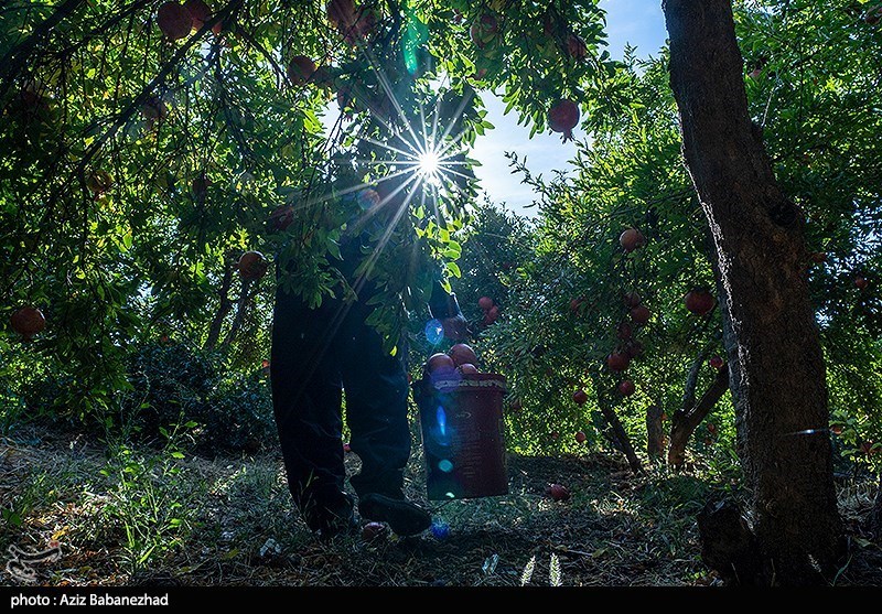 استان لرستان , اخبار استان لرستان , اخبار کوهدشت , 