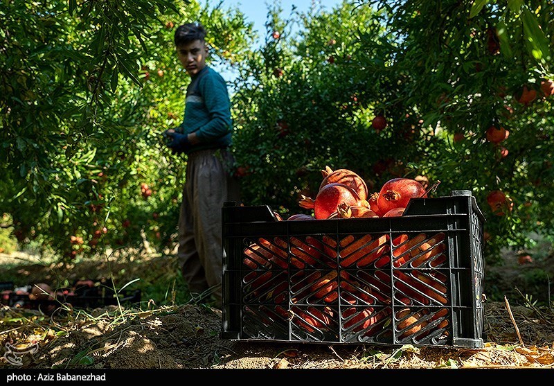 استان لرستان , اخبار استان لرستان , اخبار کوهدشت , 