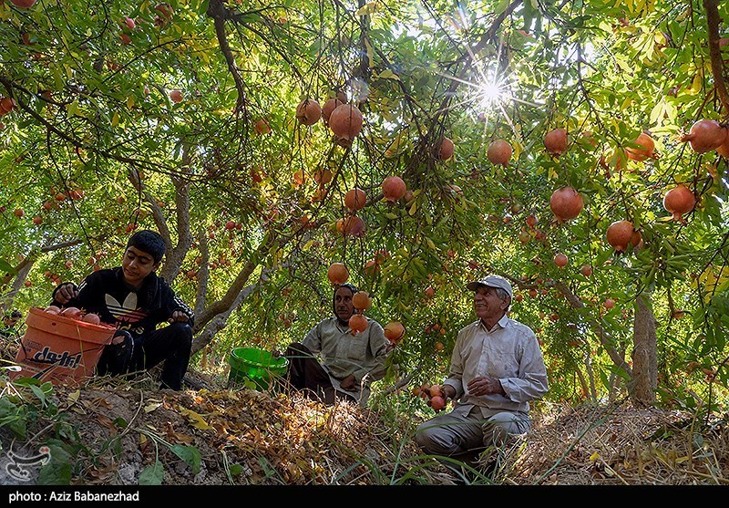 استان لرستان , اخبار استان لرستان , اخبار کوهدشت , 