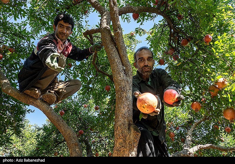 استان لرستان , اخبار استان لرستان , اخبار کوهدشت , 