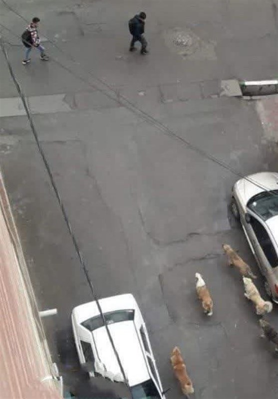 شهرداری تهران ,