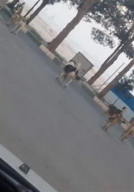 شهرداری تهران ,