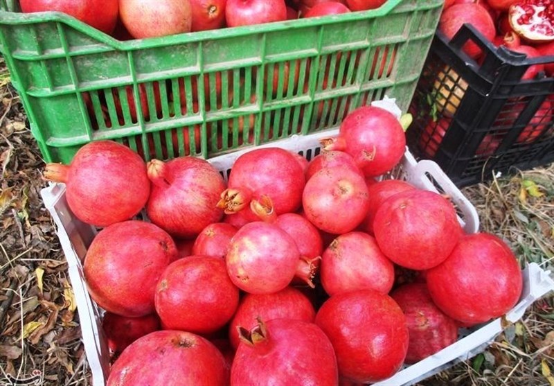 استان لرستان , اخبار کوهدشت , کشاورزی , 