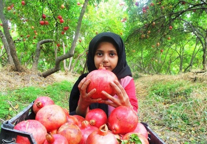 استان لرستان , اخبار کوهدشت , کشاورزی , 