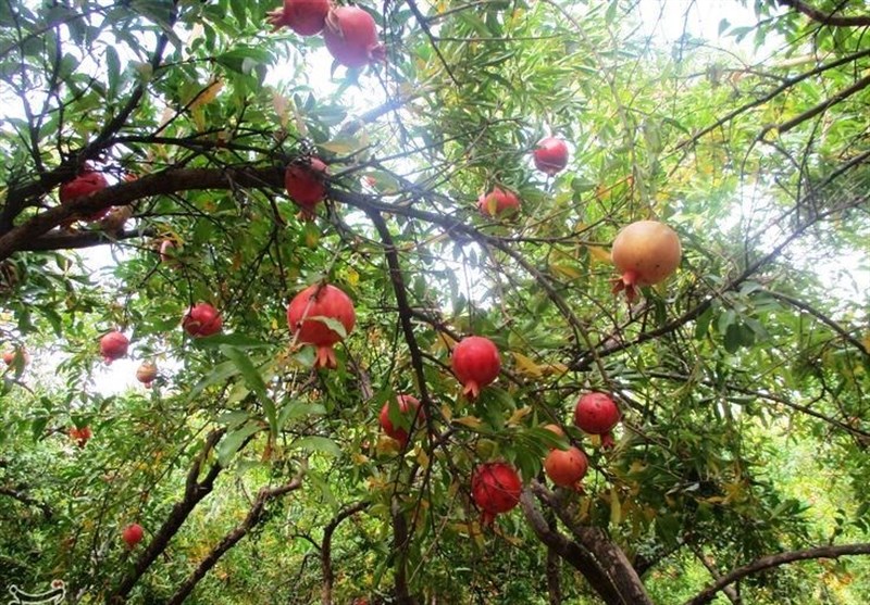 استان لرستان , اخبار کوهدشت , کشاورزی , 