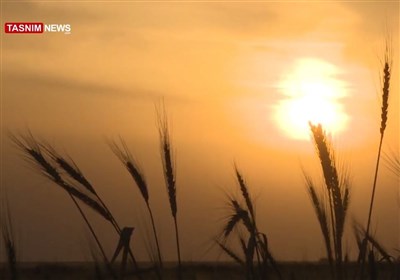 سخط المزارعين الامريكيين يزيد من تراجع الاصوات الانتخابية لترامب