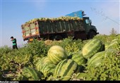 آغاز برداشت هندوانه شب یلدا از 2 هزار هکتار اراضی جاسک