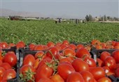 پایان تولیدگوجه‌فرنگی خارج از فصل بوشهر/تولید 600 هزارتن محصول