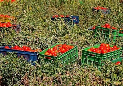 240 هزار تن گوجه‌فرنگی از مزارع استان بوشهر برداشت شد